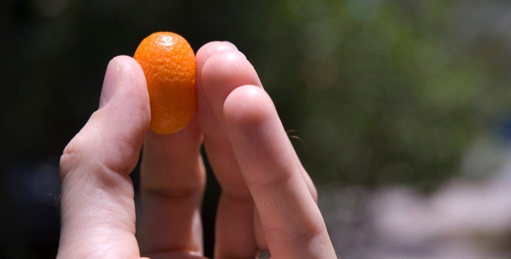 Eco-citric-kumquat-fruta-citrica