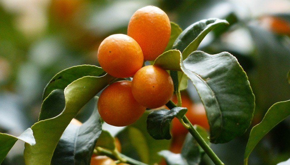 eco-citric-kumquat-citrico