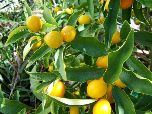 Eco-citric-cascara-limon-ecologicos